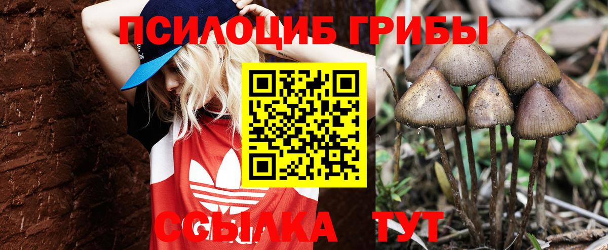 Баксан  Псилоцибиновые грибы Psilocybine cubensis  Вход с VPN  Псилоцибиновые грибы Cubensis 